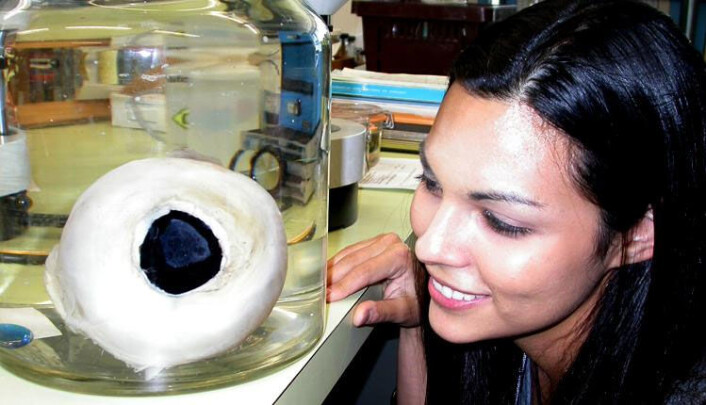 Auga til kjempeblekkspruten er opptil 30 cm i diameter, og er dei største i dyreverda. Her eit preservert blekksprutauge frå Smithsonian Institution. (Foto: Smithsonian Institution) Auga til kjempeblekkspruten er opptil 30 cm i diameter, og er dei største i dyreverda. Her eit preservert blekksprutauge frå Smithsonian Institution. (Foto: Smithsonian Institution)