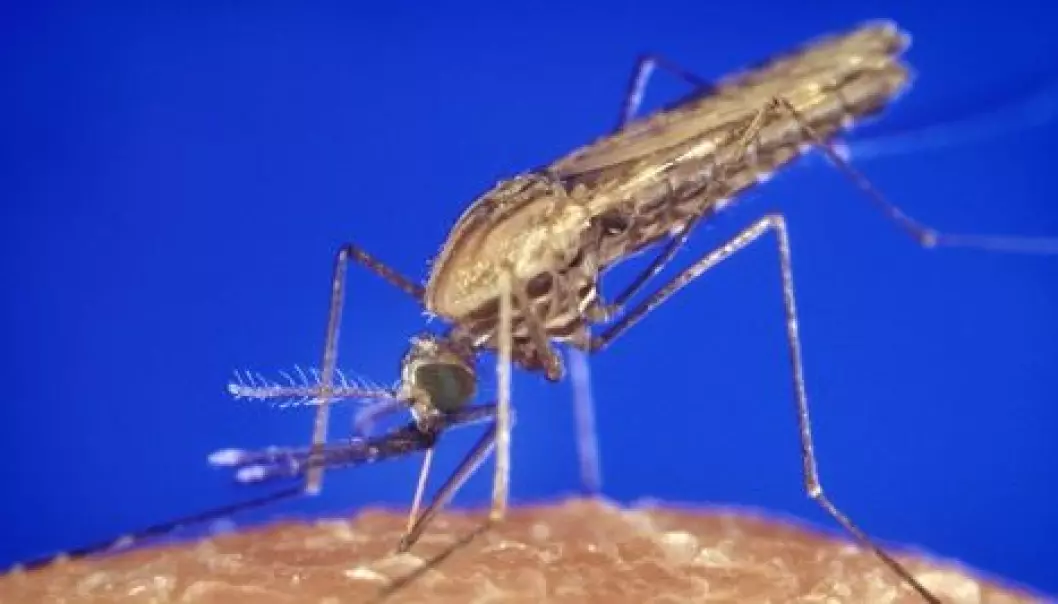 Malariaparasitt gjør myggen stikkeivrig