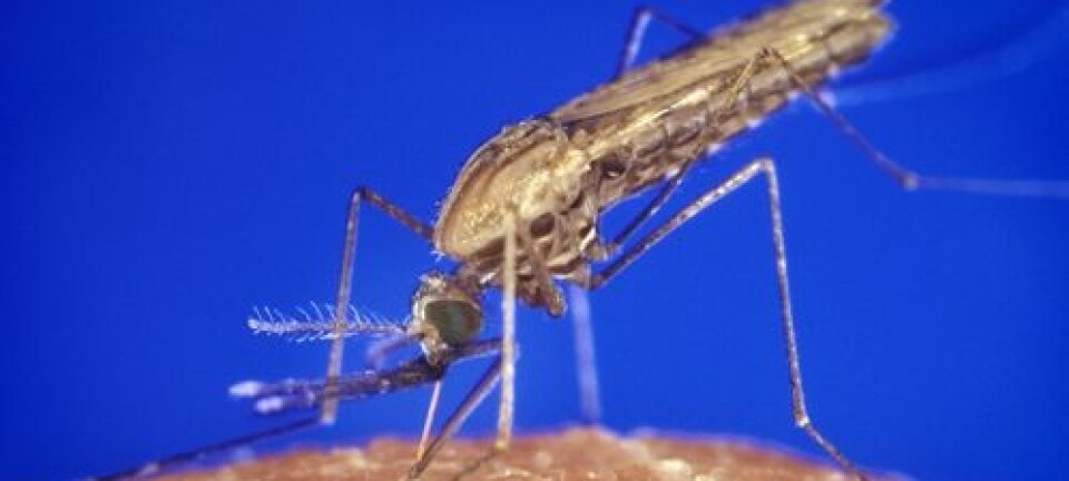 Myggen Anopheles gambiae påvirkes av malariaparasitt til å stikke oftere, ifølge ny studie. Centers for Disease Control and Prevention (CDC)/James Gathany