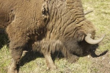 Hva betyr bisonens valg av mat for den danske naturen? Det arbeider forskerne med å finne ut. Her ser man bison fra Randers i ferd med å gresse. (Foto: Asbjørn Mølgaard Sørensen.) Hva betyr bisonens valg av mat for den danske naturen? Det arbeider forskerne med å finne ut. Her ser man bison fra Randers i ferd med å gresse. (Foto: Asbjørn Mølgaard Sørensen.)