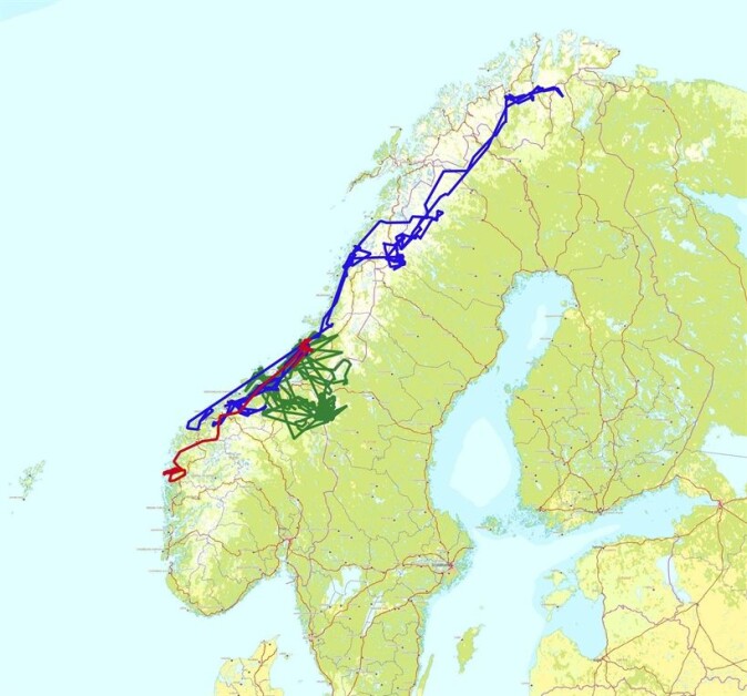 Kartet viser bevegelsene til tre av de ikke-territorielle kongeørnene som ble merket i prosjektet på Fosen i Trøndelag. Kartet viser bevegelsene til tre av de ikke-territorielle kongeørnene som ble merket i prosjektet på Fosen i Trøndelag.
