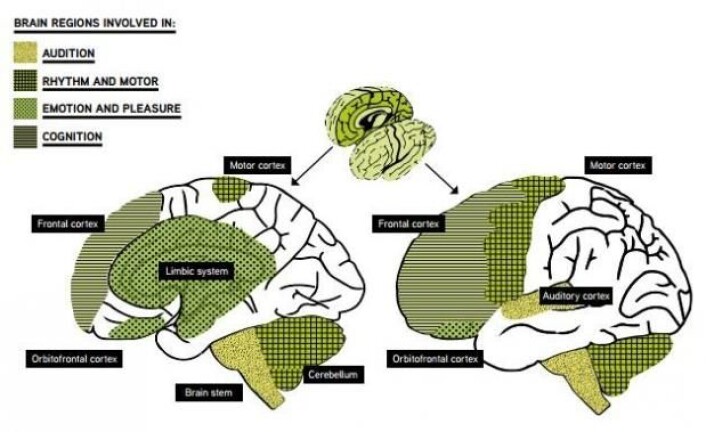 Her ser man hjerneregionene som er involvert når vi hører på musikk. (Foto: (Grafikk: Hvitboken «Music interventions in Health care»)) Her ser man hjerneregionene som er involvert når vi hører på musikk. (Foto: (Grafikk: Hvitboken «Music interventions in Health care»))