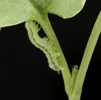Denne kålormen er sluppet løs i matfatet med Mineless-planter. (Foto: Per Harald Olsen / NTNU) Denne kålormen er sluppet løs i matfatet med Mineless-planter. (Foto: Per Harald Olsen / NTNU)