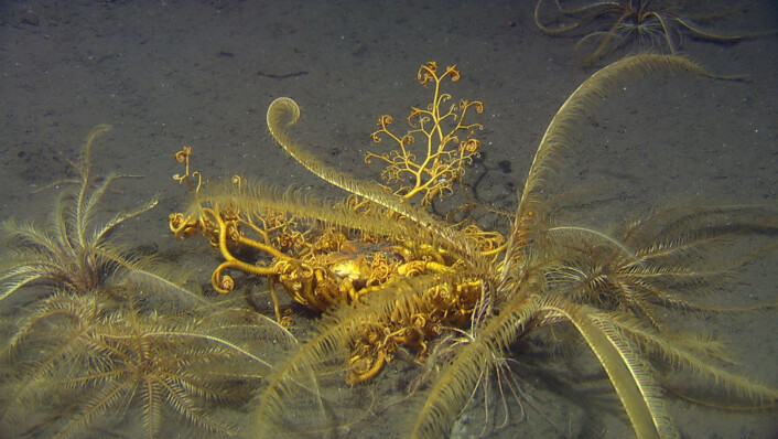 Slangestjernen medusahode (med de karakteristiske krøllene) sammen med fjærstjerner. (Foto: Havforskningsinstituttet) Slangestjernen medusahode (med de karakteristiske krøllene) sammen med fjærstjerner. (Foto: Havforskningsinstituttet)