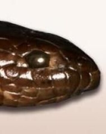 Den nyoppdagede havslangearten Aipysurus mosaicus ligner til forveksling arten Aipysurus eydouxi, men er altså noe helt for seg selv. (Foto: Arne Redsted Rasmussen) Den nyoppdagede havslangearten Aipysurus mosaicus ligner til forveksling arten Aipysurus eydouxi, men er altså noe helt for seg selv. (Foto: Arne Redsted Rasmussen)
