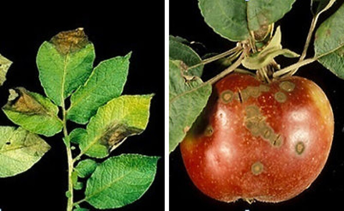 Tørråte i potet og epleskurv. (Foto: Rolf Langnes, Bioforsk) Tørråte i potet og epleskurv. (Foto: Rolf Langnes, Bioforsk)