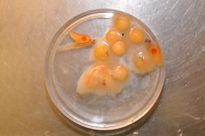 Saprolegniainfeksjon på fiskeegg i lab. (Foto: Shimaa Ali) (Foto: Ali Shimaa) Saprolegniainfeksjon på fiskeegg i lab. (Foto: Shimaa Ali) (Foto: Ali Shimaa)