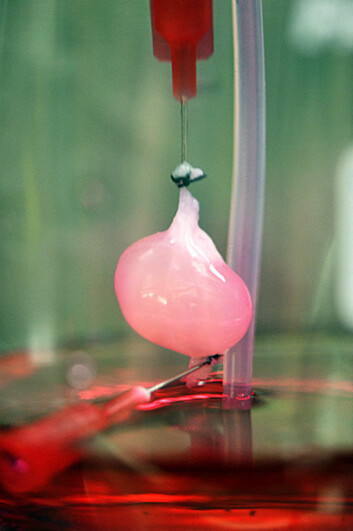 Ved å nytte ei død rottenyre som reisverk har forskarar lukkast i å lage ei ny nyre som til dels fungerte i ei levande rotte. (Foto: Ott Lab/Center for Regenerative Medicine) Ved å nytte ei død rottenyre som reisverk har forskarar lukkast i å lage ei ny nyre som til dels fungerte i ei levande rotte. (Foto: Ott Lab/Center for Regenerative Medicine)