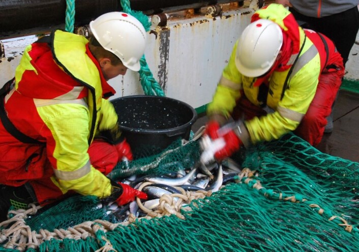 Det kom mer enn nok sild opp med denne trålen. Mannskapet plukker ut nok til at fiskeforskerne kan få gjort sine undersøkelser. (Foto: Hanne Østli Jakobsen) Det kom mer enn nok sild opp med denne trålen. Mannskapet plukker ut nok til at fiskeforskerne kan få gjort sine undersøkelser. (Foto: Hanne Østli Jakobsen)