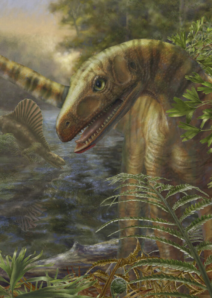 Ti millioner år etter masseutrydddelsen som skiller tidsperiodene perm og trias, fikk mange av dyra et mer begrenset leveområde enn de som levde før katastrofen. Det gjelder blant annet dinosaurlignende Asilisaurus, her framstilt av en tegner. Asilisaurus kunne bli tre meter lang. (Foto: (Illustrasjon: Marlene Donnelly/Field Museum of Natural History)) Ti millioner år etter masseutrydddelsen som skiller tidsperiodene perm og trias, fikk mange av dyra et mer begrenset leveområde enn de som levde før katastrofen. Det gjelder blant annet dinosaurlignende Asilisaurus, her framstilt av en tegner. Asilisaurus kunne bli tre meter lang. (Foto: (Illustrasjon: Marlene Donnelly/Field Museum of Natural History))