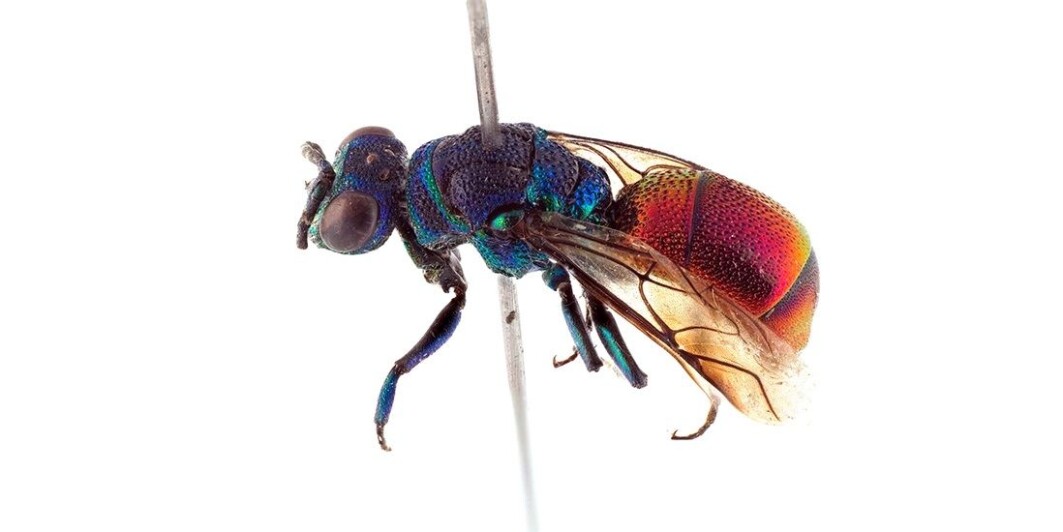 The new species was discovered in the dunes on Lista in Farsund municipality. The new species was discovered in the dunes on Lista in Farsund municipality.