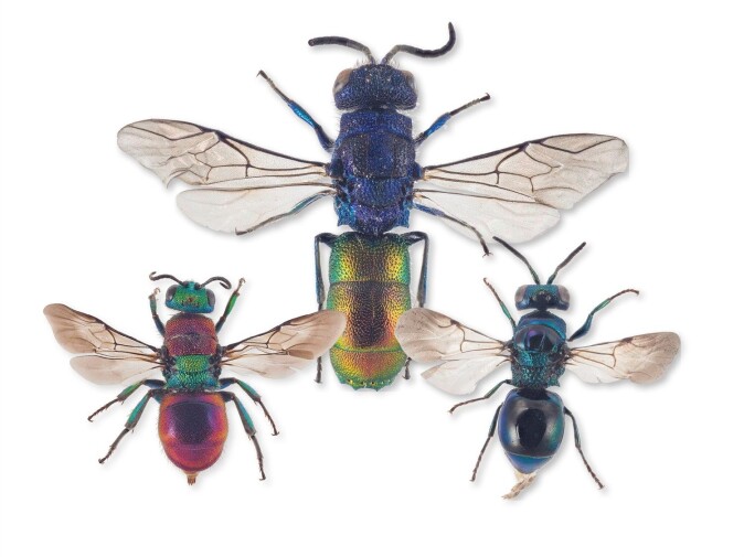 There are a total of over 2,500 described golden wasp species, with 40 recorded in Norway. There are a total of over 2,500 described golden wasp species, with 40 recorded in Norway.
