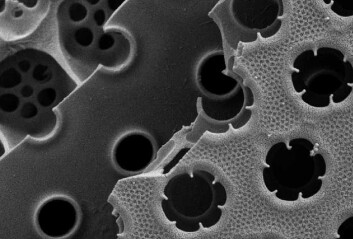 Kiselalgen Coscinodiscus wailesii har skall som er bygget i flere lag silika. Porer og mønstre danner sylindre som tar opp alt lys uten å slippe noe ut igjen. (Foto: Anita Fossdal/Sintef) Kiselalgen Coscinodiscus wailesii har skall som er bygget i flere lag silika. Porer og mønstre danner sylindre som tar opp alt lys uten å slippe noe ut igjen. (Foto: Anita Fossdal/Sintef)