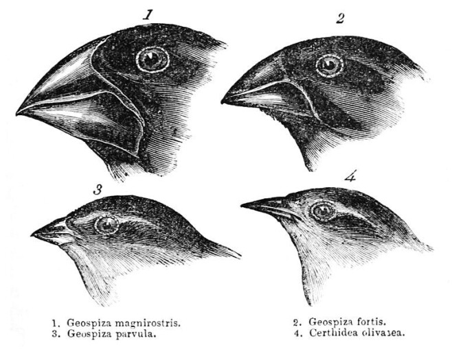 Darwin’s finches or Galapagos finches from Darwin, 1845. Darwin’s finches or Galapagos finches from Darwin, 1845.
