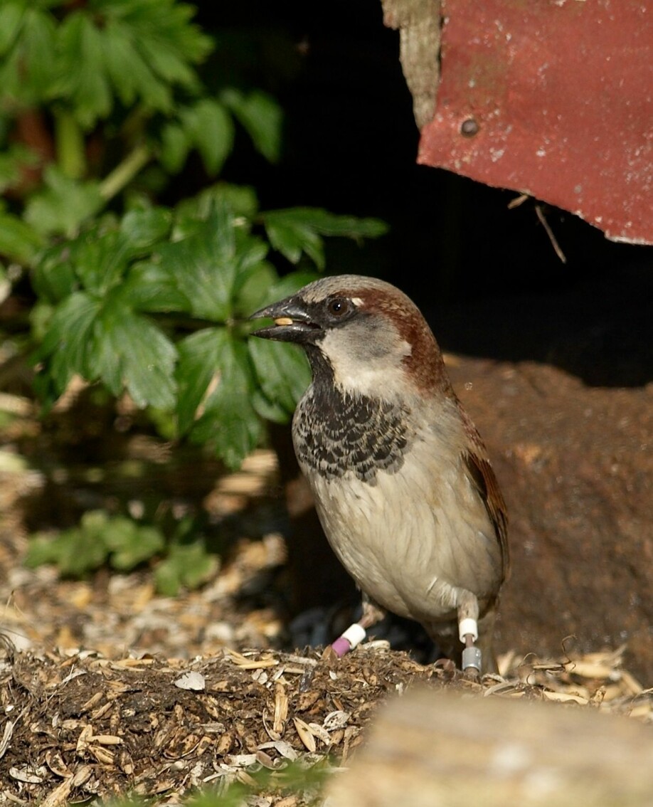 This Helgeland house sparrow is a male with a big black badge on its chest. You can clearly see the rings on the bird’s legs, which researchers can use to identify individuals.