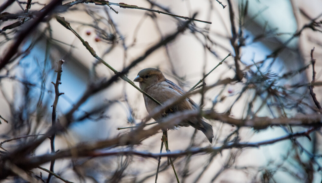 “The house sparrow may seem like an unlikely creature for a long-term research project, but it’s actually perfect,” says Henrik Jensen. “The house sparrow may seem like an unlikely creature for a long-term research project, but it’s actually perfect,” says Henrik Jensen.