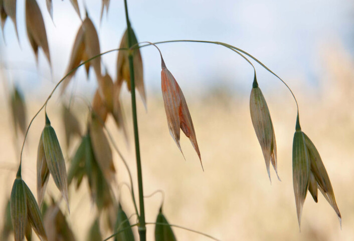 Havre angrepet av soppen Fusarium. (Foto: Jafar Razzaghian, Bioforsk) Havre angrepet av soppen Fusarium. (Foto: Jafar Razzaghian, Bioforsk)