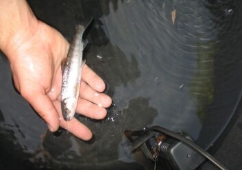 Akustisk merket hybridsmolt fra elva Driva. (Foto: Torstein Kristensen/Niva) Akustisk merket hybridsmolt fra elva Driva. (Foto: Torstein Kristensen/Niva)