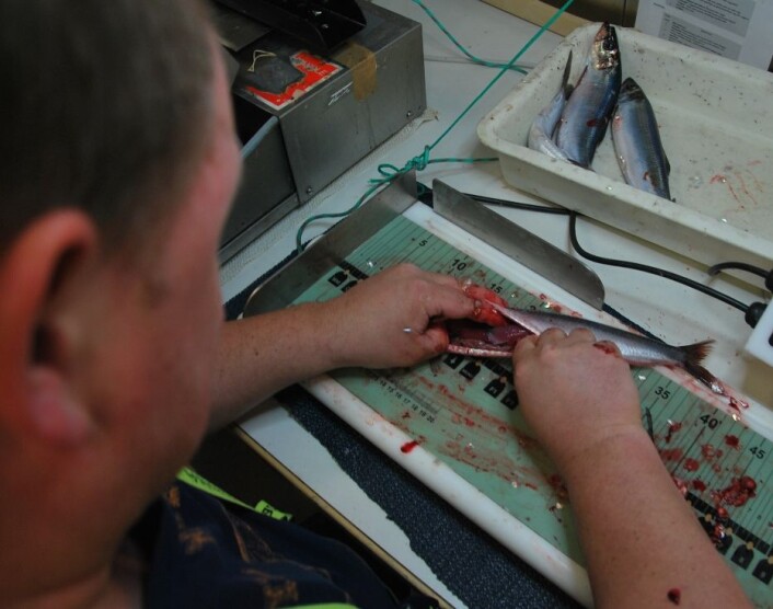 Aril Slotte har hendene godt nede i buken på silda. Mage, gonader og skjell tas vare på til senere undersøkelser, resten kastes. (Foto: Hanne Østli Jakobsen) Aril Slotte har hendene godt nede i buken på silda. Mage, gonader og skjell tas vare på til senere undersøkelser, resten kastes. (Foto: Hanne Østli Jakobsen)