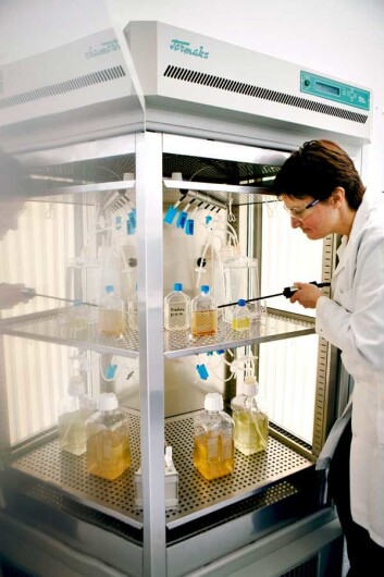 Bioteknolog Matilde Skogen Chauton prøver seg fram med ulike blandinger av silikat, karbondioksid (CO2), nitrogen, fosfor, sink, vitaminer og sporstoffer. (Foto: Geir Mogen) Bioteknolog Matilde Skogen Chauton prøver seg fram med ulike blandinger av silikat, karbondioksid (CO2), nitrogen, fosfor, sink, vitaminer og sporstoffer. (Foto: Geir Mogen)