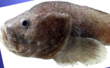 Glattpaddeulken lever dypt. Denne bunnfisken er ikke tidligere påvist i Norge. (Foto: Tone Vollen, Havforskningsinstituttet) Glattpaddeulken lever dypt. Denne bunnfisken er ikke tidligere påvist i Norge. (Foto: Tone Vollen, Havforskningsinstituttet)