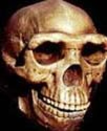 "Tidligere funn av Homo erectus." "Tidligere funn av Homo erectus."