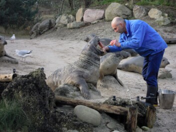 Her er det en gråsel forskeren tar prøver fra. (Foto: Mie Johanne Hansen) Her er det en gråsel forskeren tar prøver fra. (Foto: Mie Johanne Hansen)
