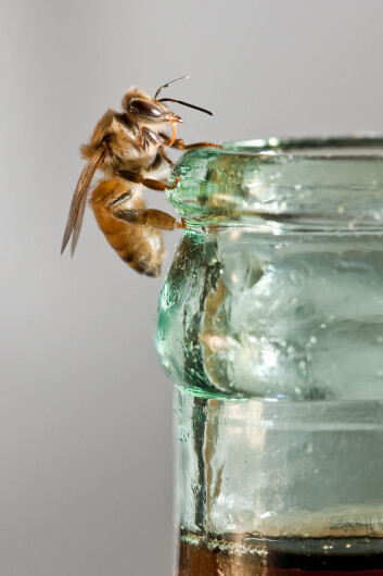 Bier er noen søtmomser, som mange av oss. (Foto: Christofer Bang) Bier er noen søtmomser, som mange av oss. (Foto: Christofer Bang)