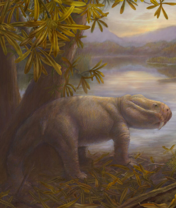 Dicynodon, her framstilt av en tegner, hørte til en dominerende gruppe planteetere i perioden perm. Etter masseutryddelsen var denne gruppa ikke lenger tallrik. Dette ga rom for at andre konkurrerende planteetere fikk en sjanse til å hevde seg. Dicynodon var på størrelse med en gris og skal ha sett ut som en feit øgle med kort hale og skilpaddehode. (Foto: (Illustrasjon: Marlene Donnelly/Field Museum of Natural History)) Dicynodon, her framstilt av en tegner, hørte til en dominerende gruppe planteetere i perioden perm. Etter masseutryddelsen var denne gruppa ikke lenger tallrik. Dette ga rom for at andre konkurrerende planteetere fikk en sjanse til å hevde seg. Dicynodon var på størrelse med en gris og skal ha sett ut som en feit øgle med kort hale og skilpaddehode. (Foto: (Illustrasjon: Marlene Donnelly/Field Museum of Natural History))