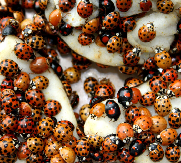 Harlekinmarihøner (Harmonia axyridis) samler seg ofte i store mengder om høsten. (Foto: Andreas Vilcinskas, Justus Liebig University) Harlekinmarihøner (Harmonia axyridis) samler seg ofte i store mengder om høsten. (Foto: Andreas Vilcinskas, Justus Liebig University)