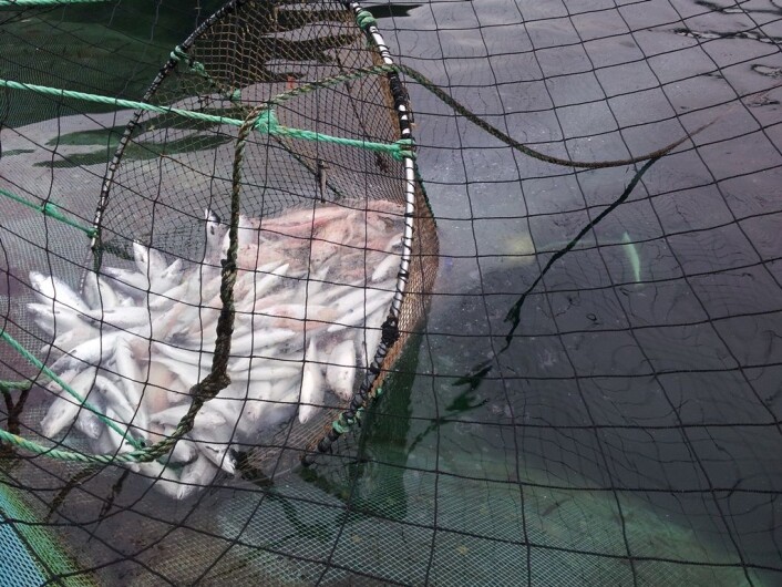 Vevspartikler og fettdråper faller av når død fisk løftes opp i hoven. (Foto: Stein Erich Solevåg) Vevspartikler og fettdråper faller av når død fisk løftes opp i hoven. (Foto: Stein Erich Solevåg)