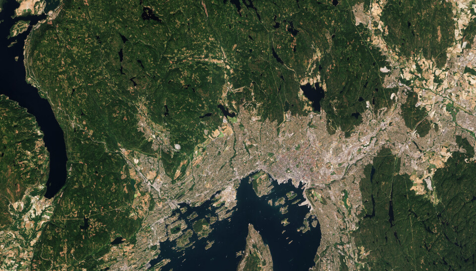 Oslo er også en skogsnær by