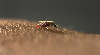 Nye malaria­trusler lurer mens vaksine­håpet øker