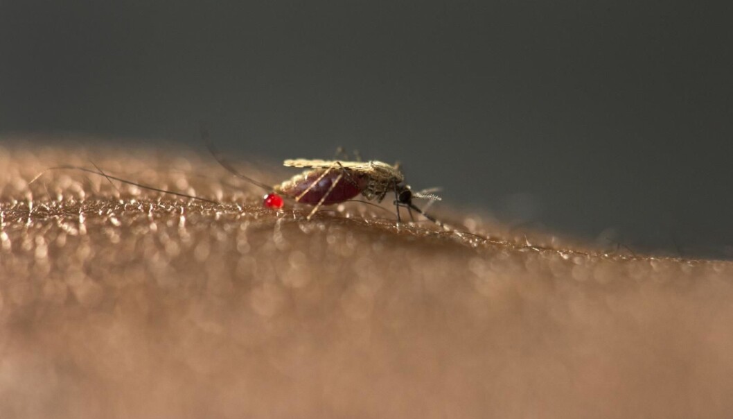 Funn av larvene til denne myggarten, An. stephensis i blant annet Etiopia, bekymrer forskere. Funn av larvene til denne myggarten, An. stephensis i blant annet Etiopia, bekymrer forskere.