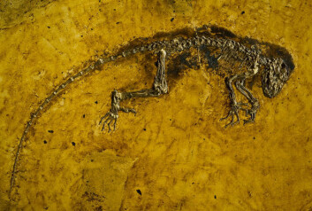 (Foto: Naturhistorisk museum) (Foto: Naturhistorisk museum)
