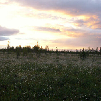 Myr i Pasvik. (Foto: Paul Eric Aspholm) Myr i Pasvik. (Foto: Paul Eric Aspholm)