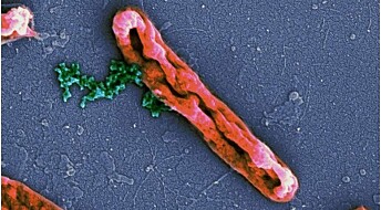 Bitte små molekyler i kroppen kan bekjempe bakterier