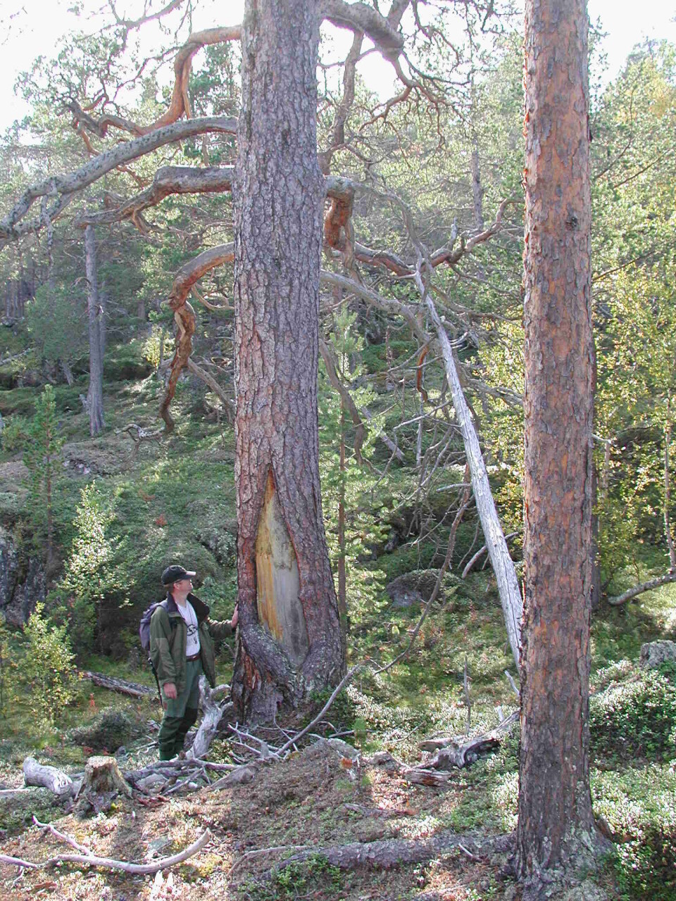 Barken er fjernet på furutrær i nasjonalparken Øvre Dividalen, men det er ikke tatt mer enn at treet lever godt videre. (Foto: UiT)
