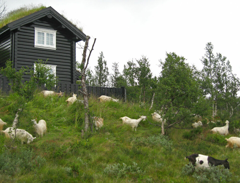 Utsiktsryddere med god appetitt i hyttefelt på Beitostølen i Øystre Slidre, Oppland. Fotografert i 2009. (Foto: Anders Bryn)