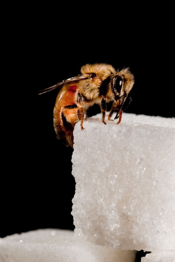 Bier som fikk resveratrol fråtset mindre på sukker enn de som ikke fikk. (Foto: Christofer Bang) Bier som fikk resveratrol fråtset mindre på sukker enn de som ikke fikk. (Foto: Christofer Bang)