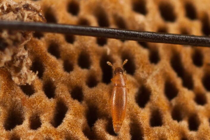 Baranowskiella ehnstromi er ikke stort bredere enn et menneskehår. (Foto: Statens Naturhistoriske Museum) Baranowskiella ehnstromi er ikke stort bredere enn et menneskehår. (Foto: Statens Naturhistoriske Museum)