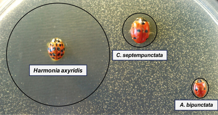 Harlekinmarihøna (Harmonia axyridis) har et voldsomt forsvar mot mikrober. Her er harlekinmarihøne, sjuprikket marihøne og toprikket marihøne plassert i en skål hvor bakterien E. coli vokser. Du ser tydelig at H. axyridis har drept bakteriene i en stor ring rundt seg. Stoffene marihøna produserer kan være interessante for utvikling av nye antibiotika. (Foto: Andreas Vilcinskas, Justus Liebig University) Harlekinmarihøna (Harmonia axyridis) har et voldsomt forsvar mot mikrober. Her er harlekinmarihøne, sjuprikket marihøne og toprikket marihøne plassert i en skål hvor bakterien E. coli vokser. Du ser tydelig at H. axyridis har drept bakteriene i en stor ring rundt seg. Stoffene marihøna produserer kan være interessante for utvikling av nye antibiotika. (Foto: Andreas Vilcinskas, Justus Liebig University)