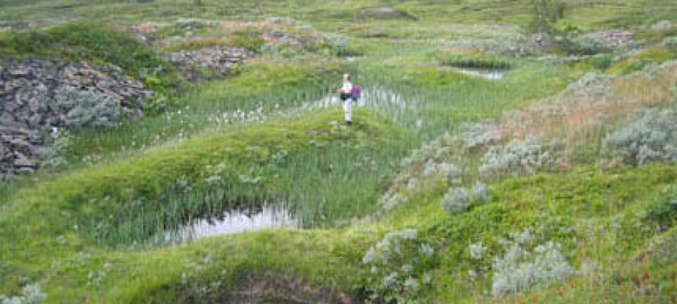 "Torvdekte skrottipper langs kanten av små vannfylte bruddgroper, kanskje fra den eldste driften i Høgfjellet. De gamle bruddene dekkes delvis av nyere skrottipper til venstre i bildet."