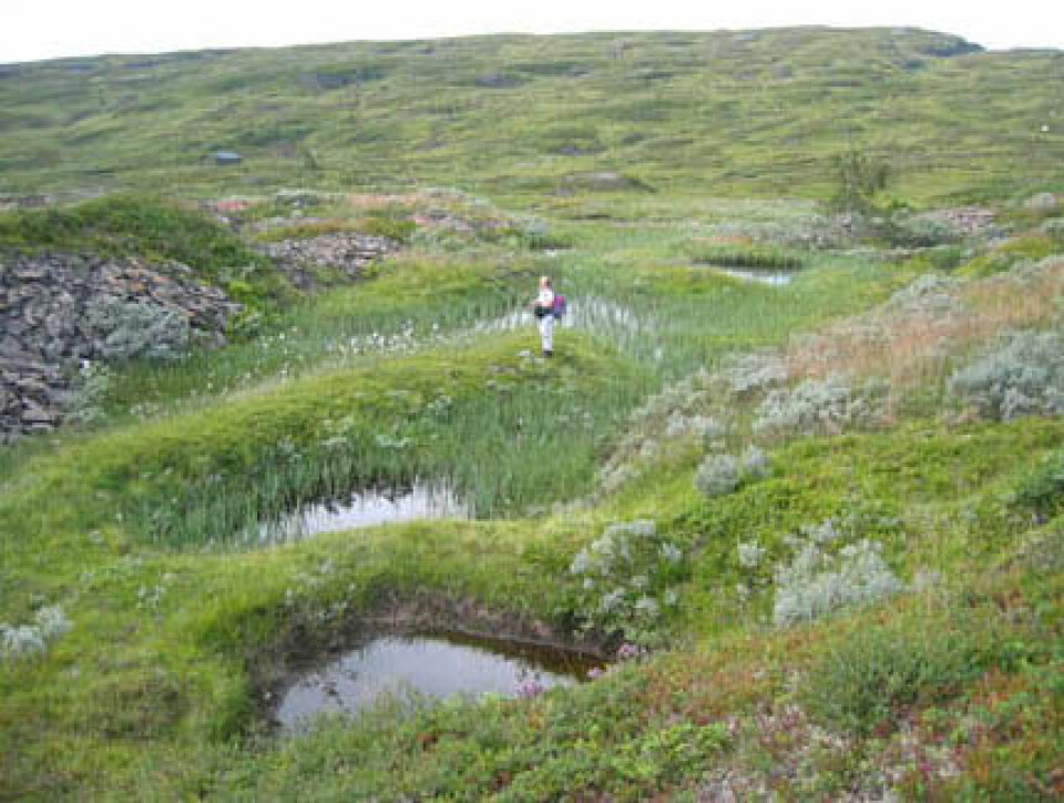 'Torvdekte skrottipper langs kanten av små vannfylte bruddgroper, kanskje fra den eldste driften i Høgfjellet. De gamle bruddene dekkes delvis av nyere skrottipper til venstre i bildet.'
