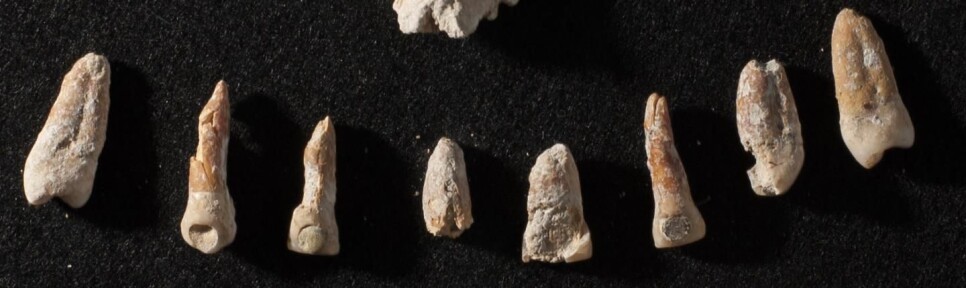 Disse tennene tilhørte antakeligvis Ajpach' Waal - en diplomat som levde i Mayasamfunnet for 1300 år siden. Legg merke til at noen av tennene er boret hull i - og fylt med verdifulle materialer. Det var et statussymbol.