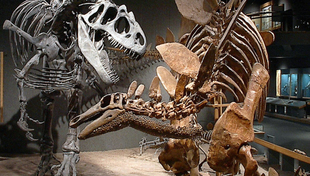Fossilfunn gir nye opplysninger om dinoutslettelse