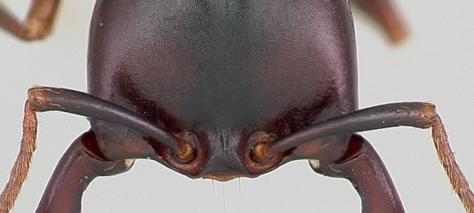 Den nigerianske mauren Dorylus sjoestedti er blant maurartane som er portrettert i sylskarpe detaljar for første gong. Antweb