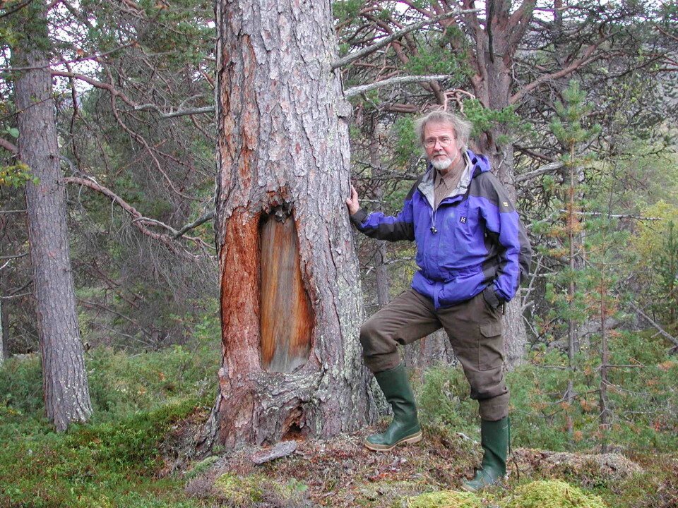 Arve Elvebakk ved siden av et av de merkede furutrærne i Dividalen. (Foto: UiT)