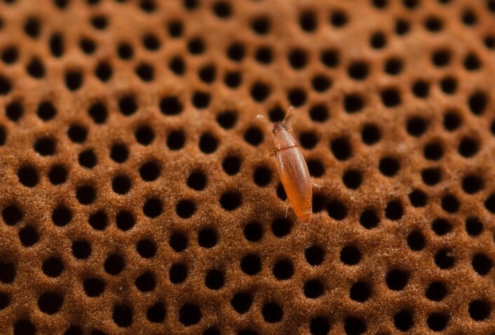 Baranowskiella ehnstromi ble oppdaget i 1989, men fikk sitt vitenskapelige navn åtte år senere. Da beskrev den svenske billeeksperten Mikael Sörensson arten og kalte den opp etter oppdageren, entomologen Bengt Ehnström. (Foto: Statens Naturhistoriske Museum) Baranowskiella ehnstromi ble oppdaget i 1989, men fikk sitt vitenskapelige navn åtte år senere. Da beskrev den svenske billeeksperten Mikael Sörensson arten og kalte den opp etter oppdageren, entomologen Bengt Ehnström. (Foto: Statens Naturhistoriske Museum)