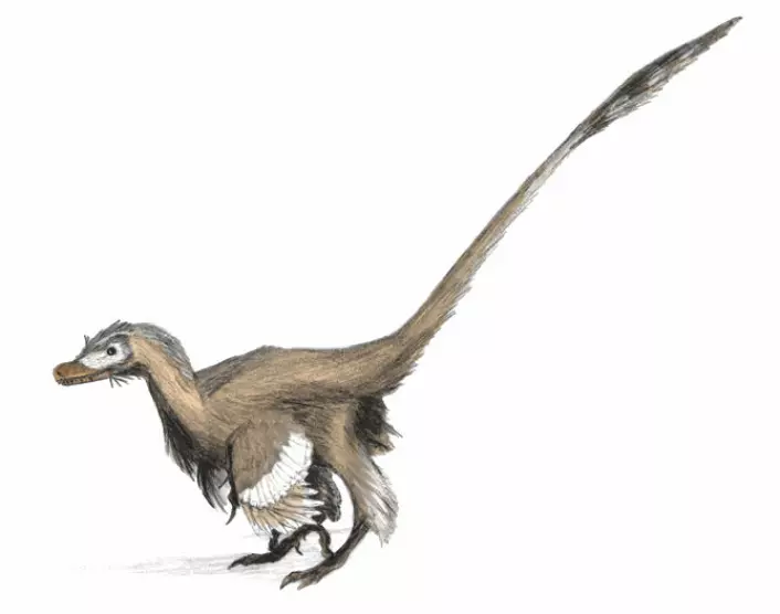 Velociraptor og de andre maniraptorene var langt mer fugleaktige enn det populærkulturen vil ha det til. (Foto: (Bilde: Matt Martinyuk))